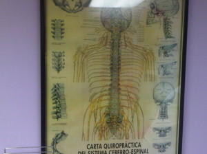 SISTEMAS CEREBRO ESPINAL